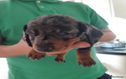 Dachshund dogs for sale: Dashhound puppies  - Image 5