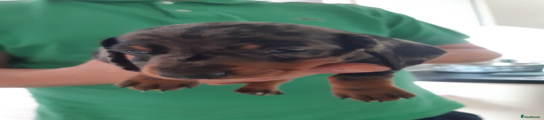 Dachshund Puppy 2