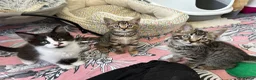 Mixed Breed cats for sale: Kittens looking for homes  - Advert 1