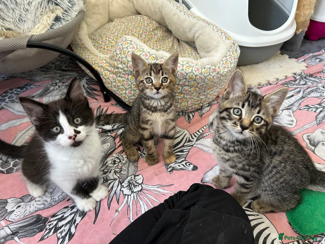 Mixed Breed cats for sale: Kittens looking for homes  - Advert 1