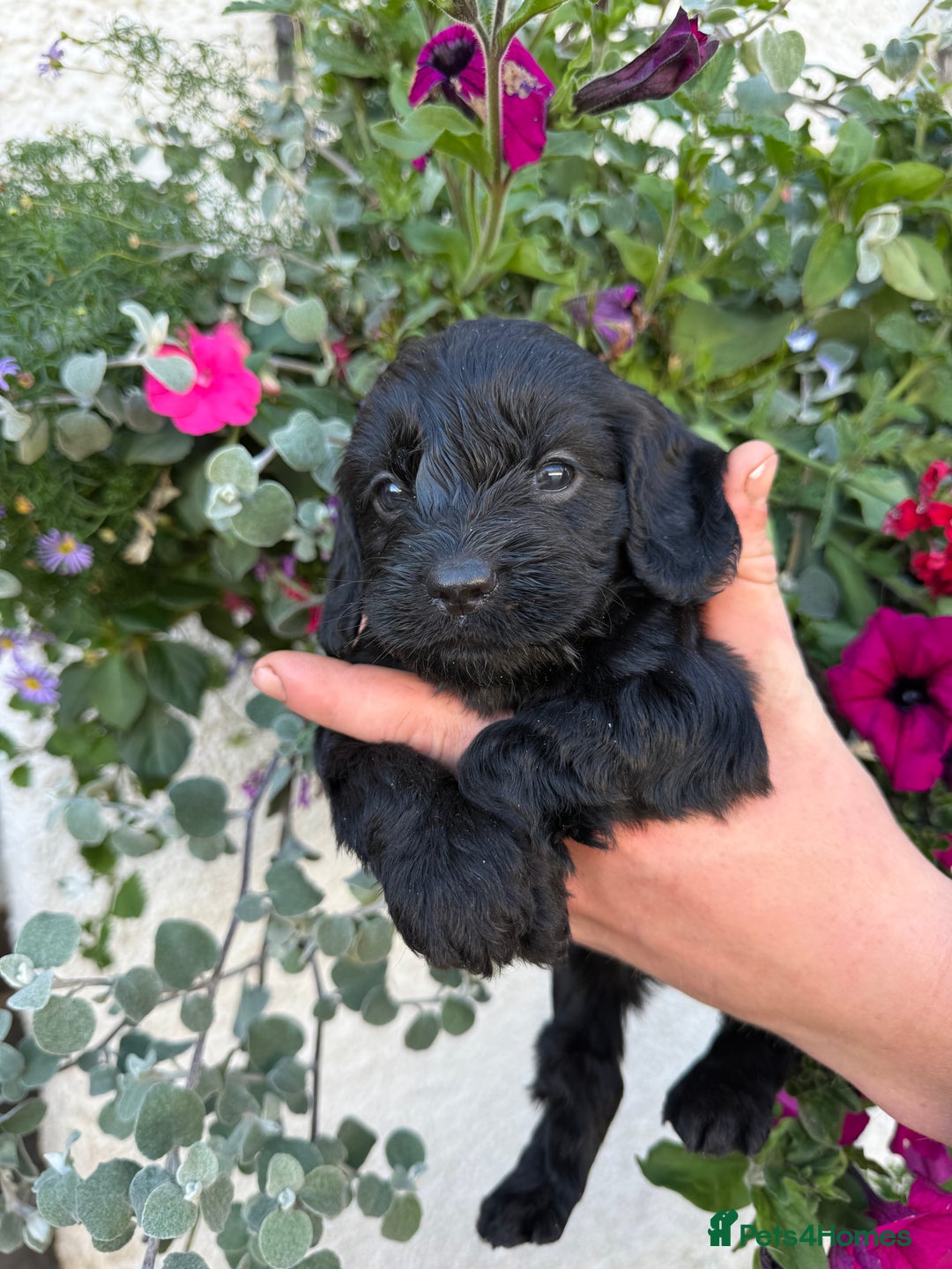 Cockapoo dogs for sale: Ready now Cracking F1 Cockapoos - Image 7