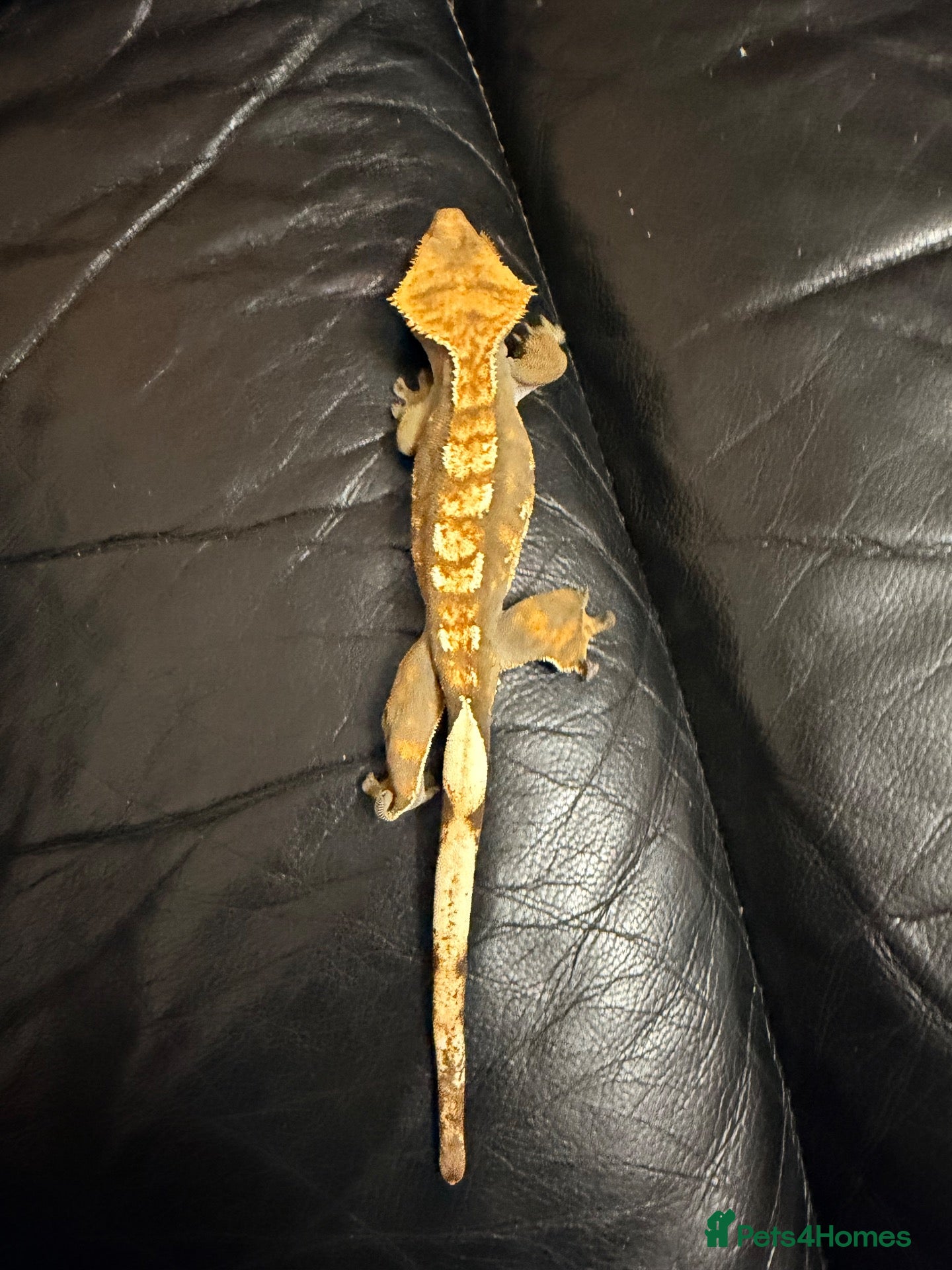 Gecko reptiles 🦎 Crested Gecko, Full Set-Up Very Tame & Friendly - Advert 1