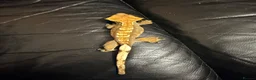 Gecko reptiles for sale: 🦎 Crested Gecko, Full Set-Up Very Tame & Friendly - Advert 1
