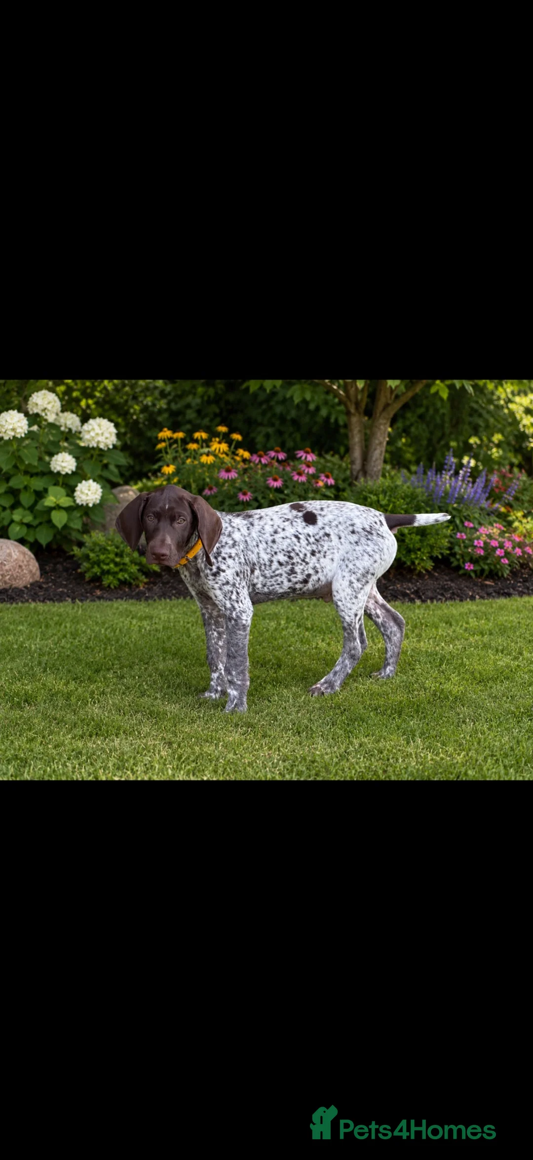 German Shorthaired Pointer dogs for sale: 12 Week Male GSP in Evesham - Advert 2