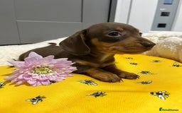 Miniature Dachshund dogs for sale: Min dachshund looking for their forever 🏡 - Image 19