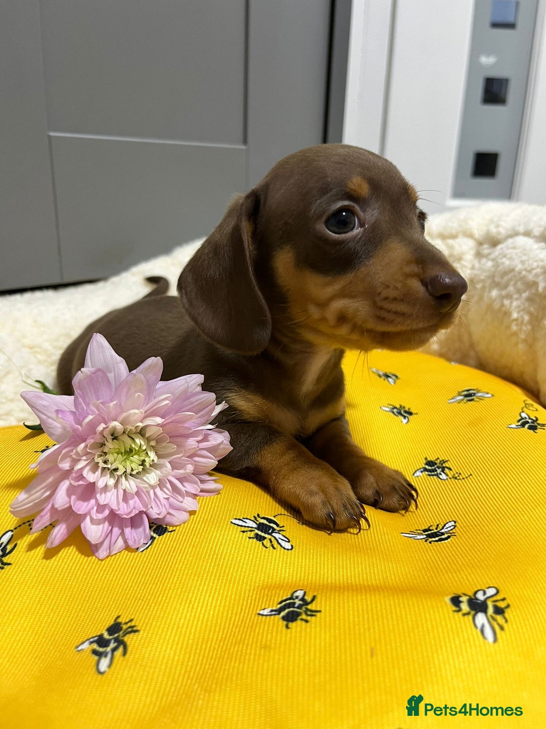 Miniature Dachshund dogs for sale: Min dachshund looking for their forever 🏡 - Image 19