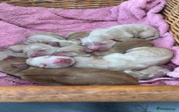 Cocker Spaniel dogs for sale: Lemon working cocker spaniels  - Image 3