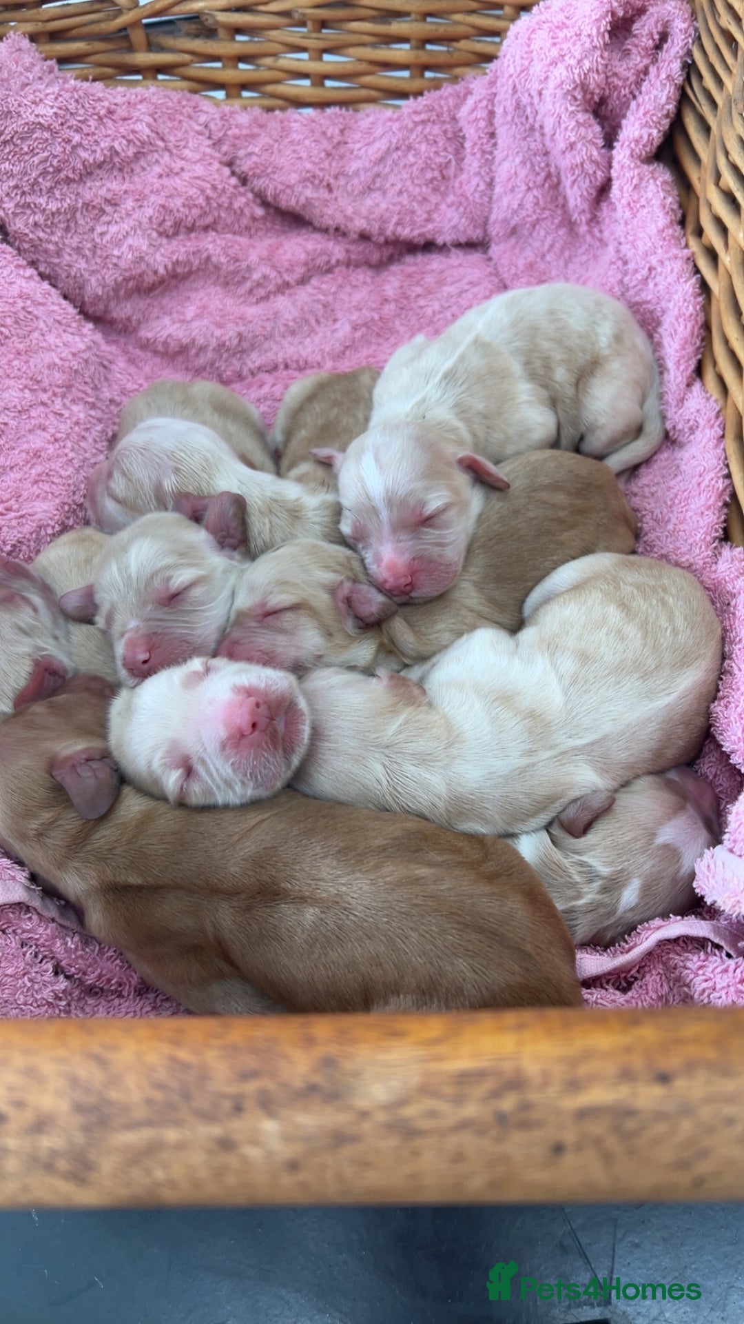 Cocker Spaniel dogs for sale: Lemon working cocker spaniels  - Image 3