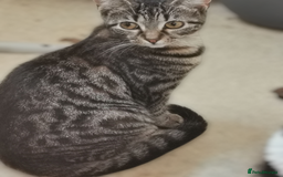 Domestic Shorthair cats for sale: 1 male and 1 female tabby - Image 3
