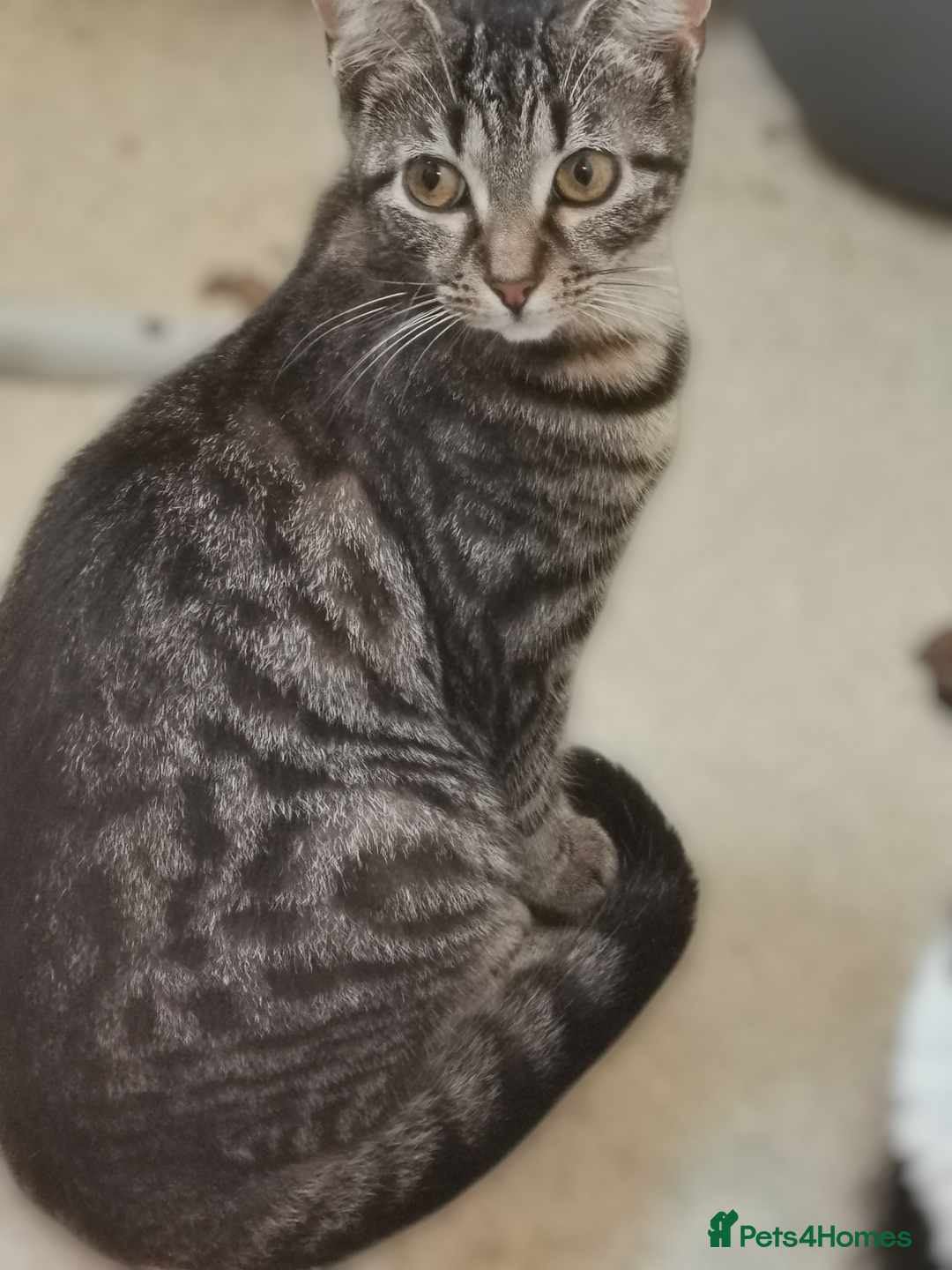 Domestic Shorthair cats for sale: 1 male and 1 female tabby - Image 3