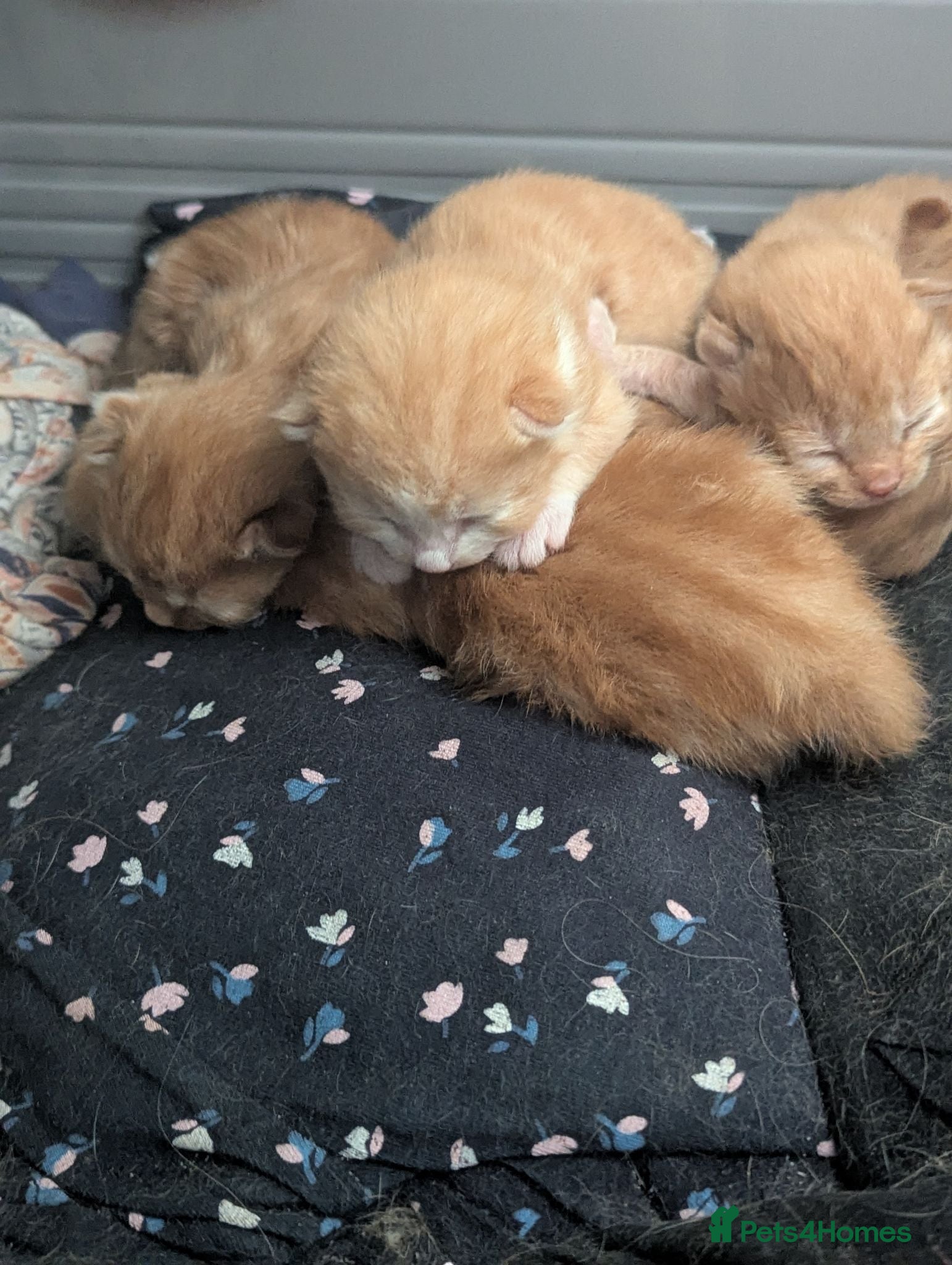 Mixed Breed cats 5 ginger kittens available at 8-9weeks   - Advert 17