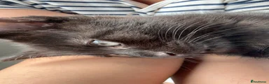 Ojos Azules Kitten 1