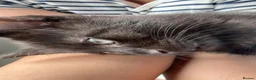 Ojos Azules cats for sale: 8 week kitten in Salford - Advert 4
