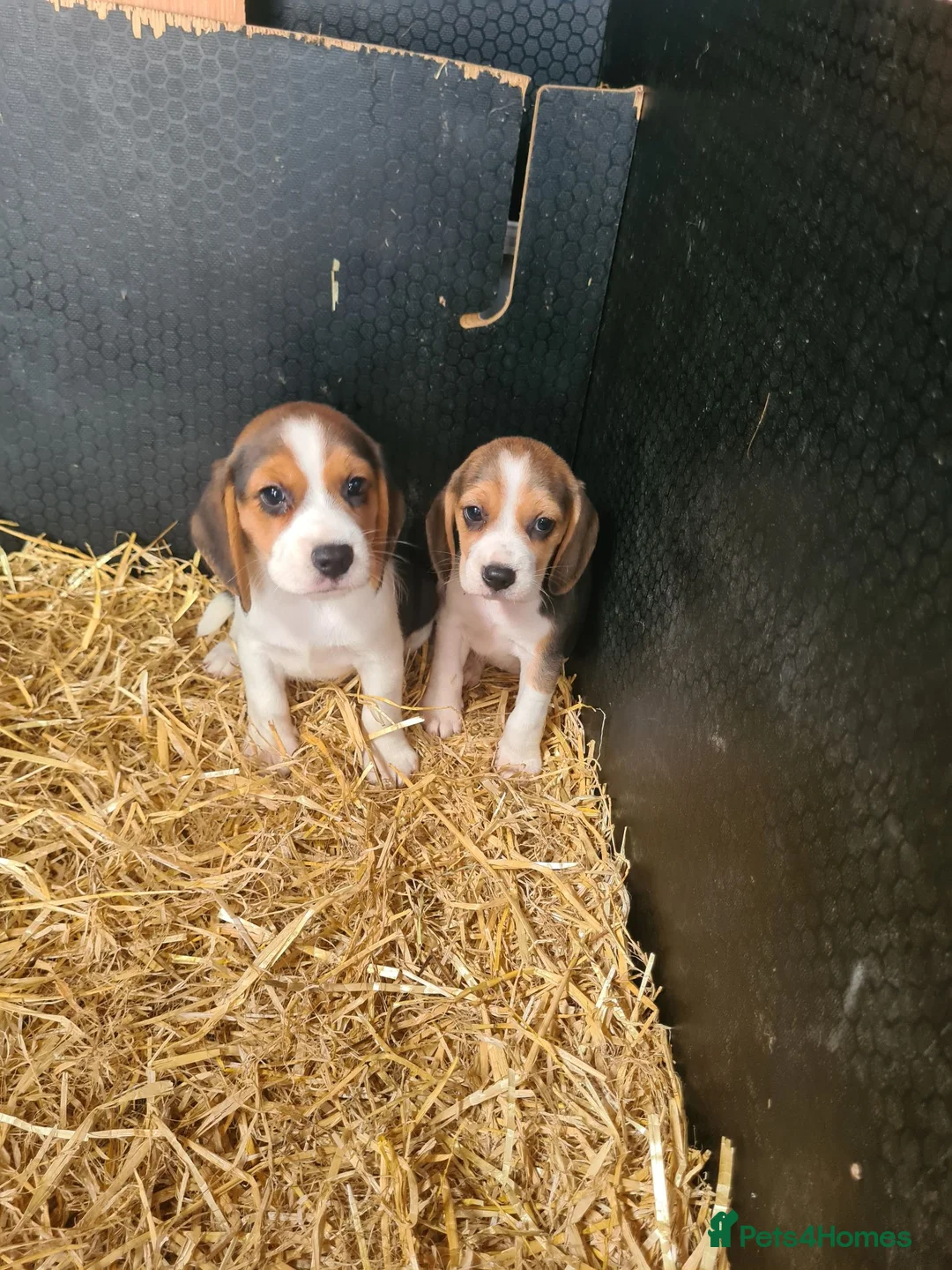 Beagle dogs for sale: 7 Beagle Puppies  in Wakefield - Advert 17