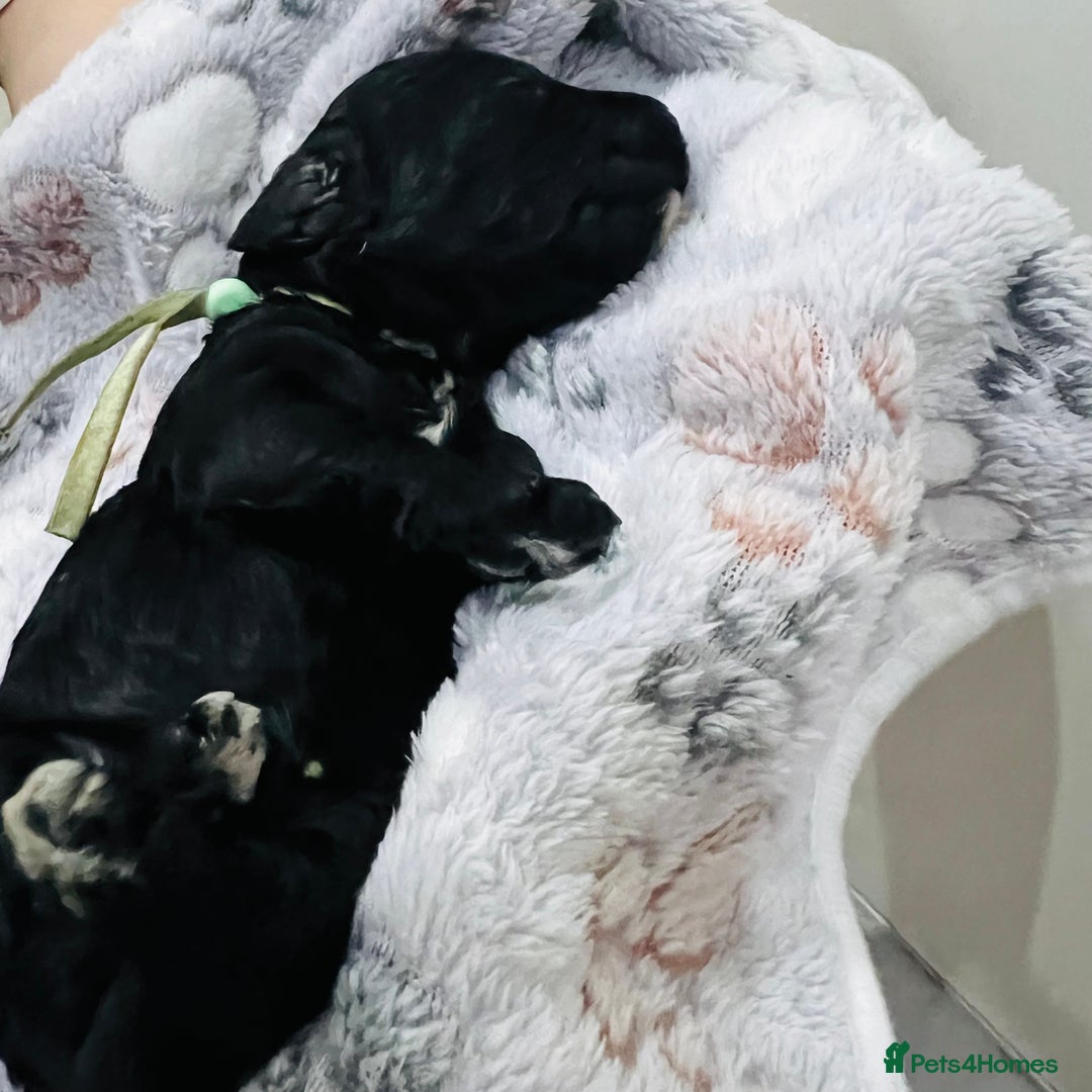 Cockapoo dogs for sale: Beautiful Cockapoo Puppies – 6 Boys & 2 Girls - Advert 24