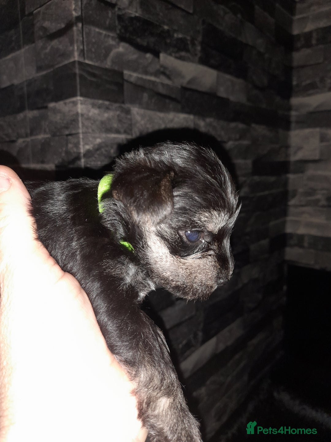 Mixed Breed dogs for sale: Snorkie pups - Advert 19