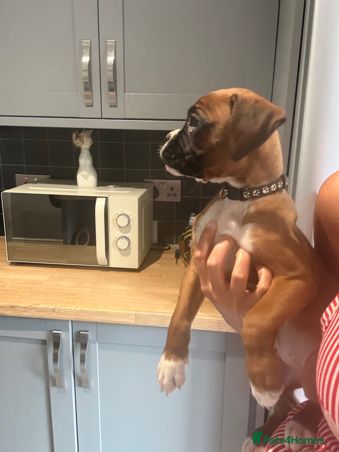 Boxer dogs for sale: Reduced Ready Now Kc Boxer Puppies - Image 26