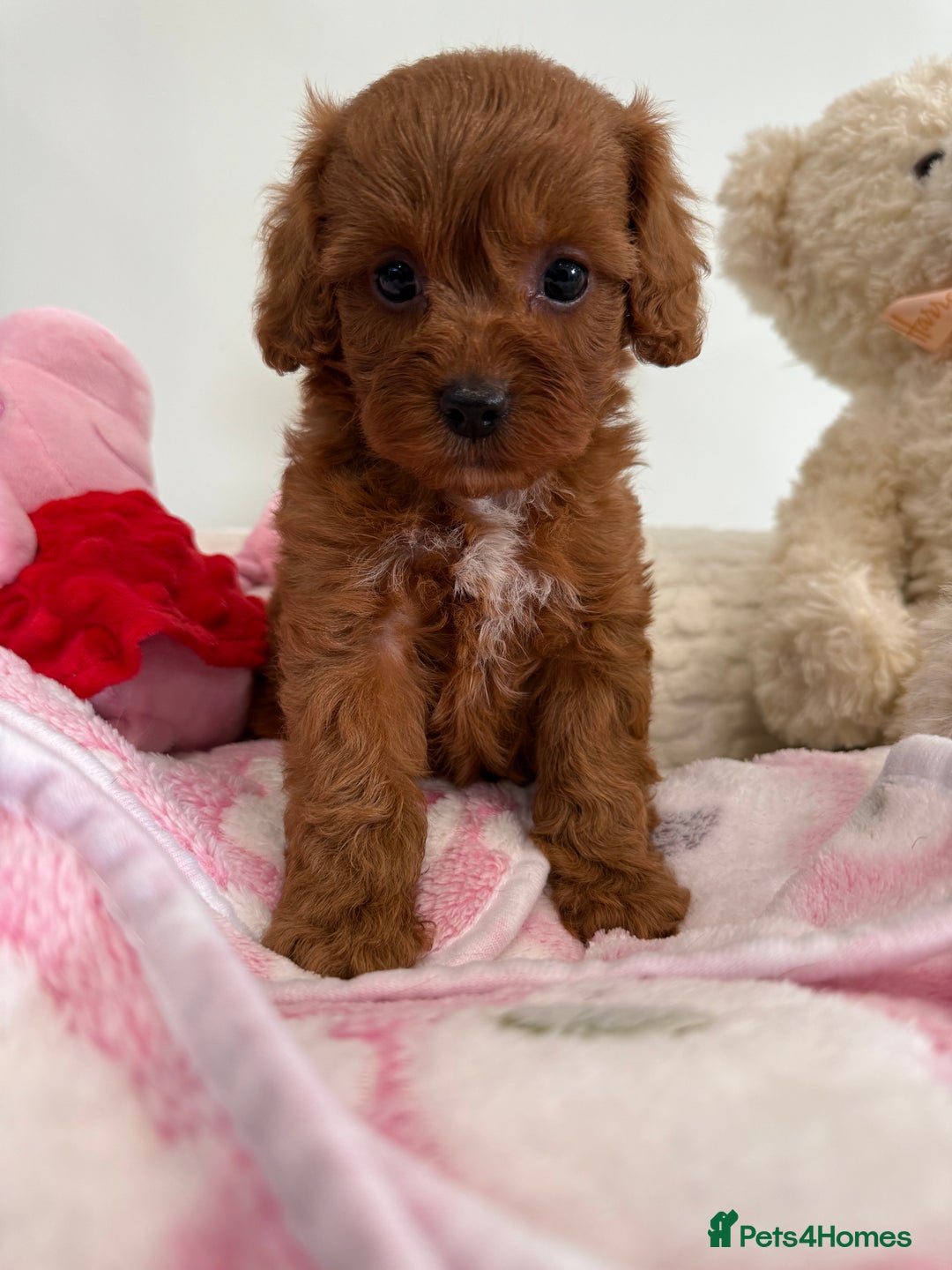 Cavapoo dogs for sale: Beautiful little girl.F1b fully DNA & health clear - Advert 2