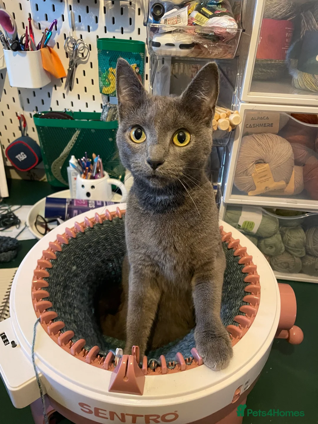 Mixed Breed cats for sale: Male kitten - Advert 4