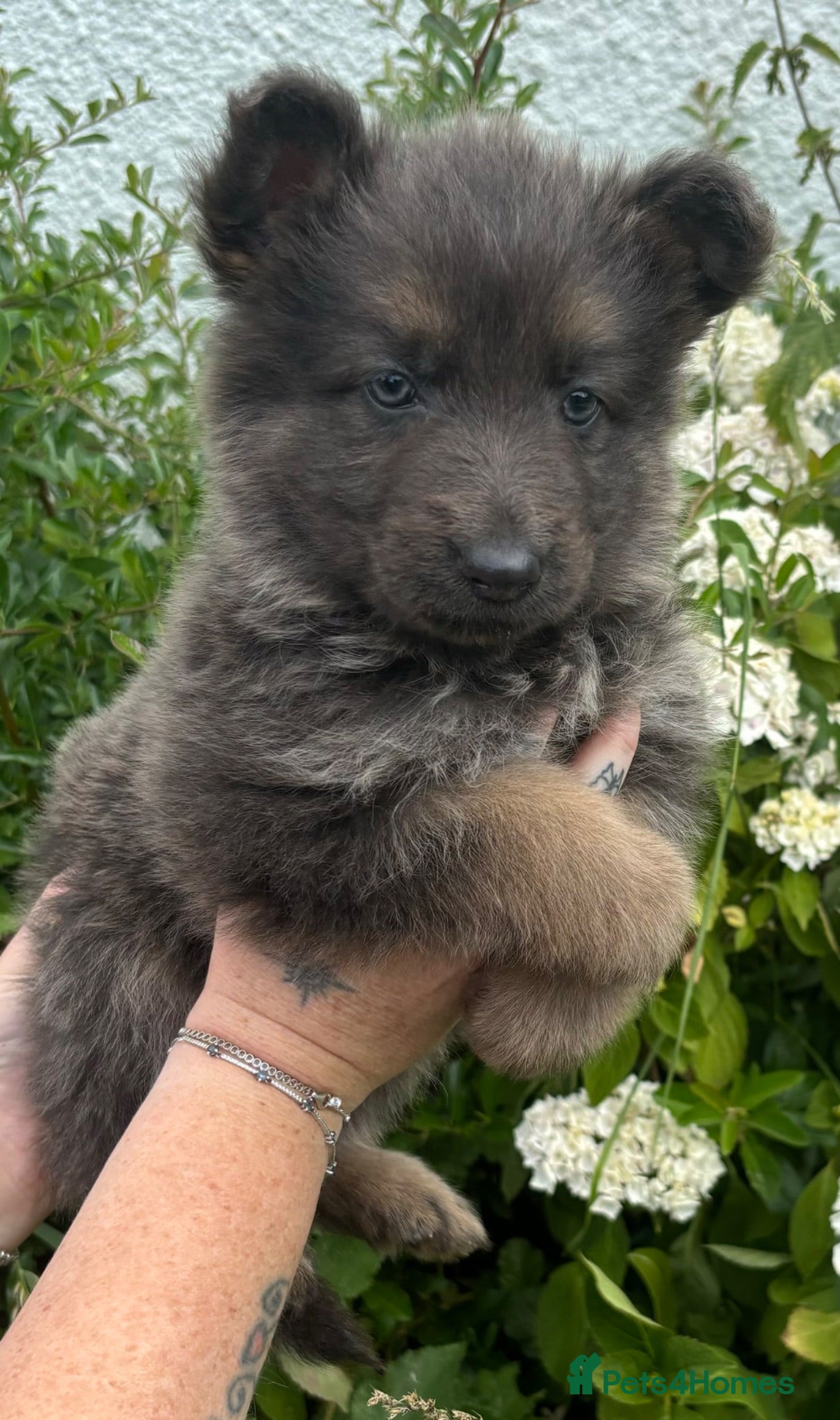 German Shepherd dogs *Stunning KC German Shepherds* - Advert 1