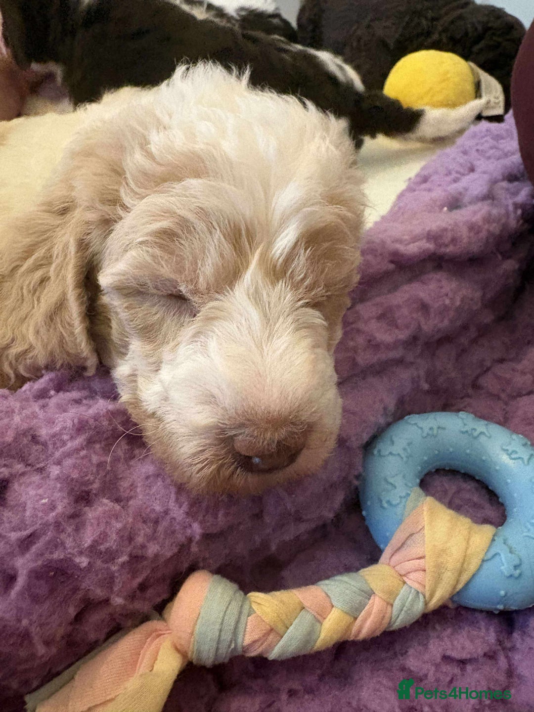 Labradoodle dogs for sale: Lovable F3B Parti Labeadoodle Puppies  - Advert 24