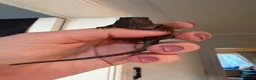 Bearded Dragon reptiles for sale: Hypo/translucent bearded dragon  - Advert 4