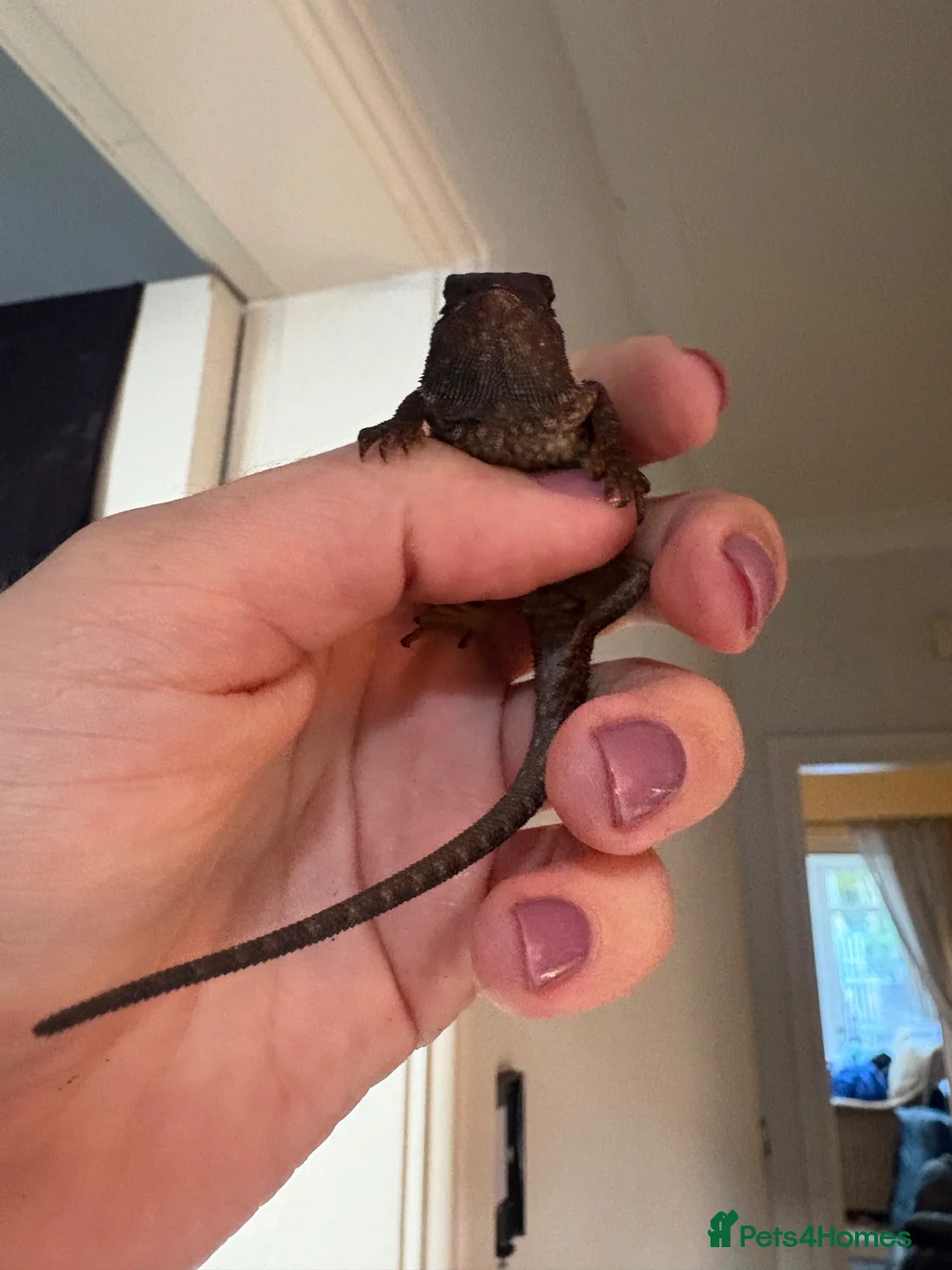 Bearded Dragon reptiles for sale: Hypo/translucent bearded dragon  - Advert 4