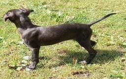 Italian Greyhound dogs for sale: Italian greyhound  - Image 15