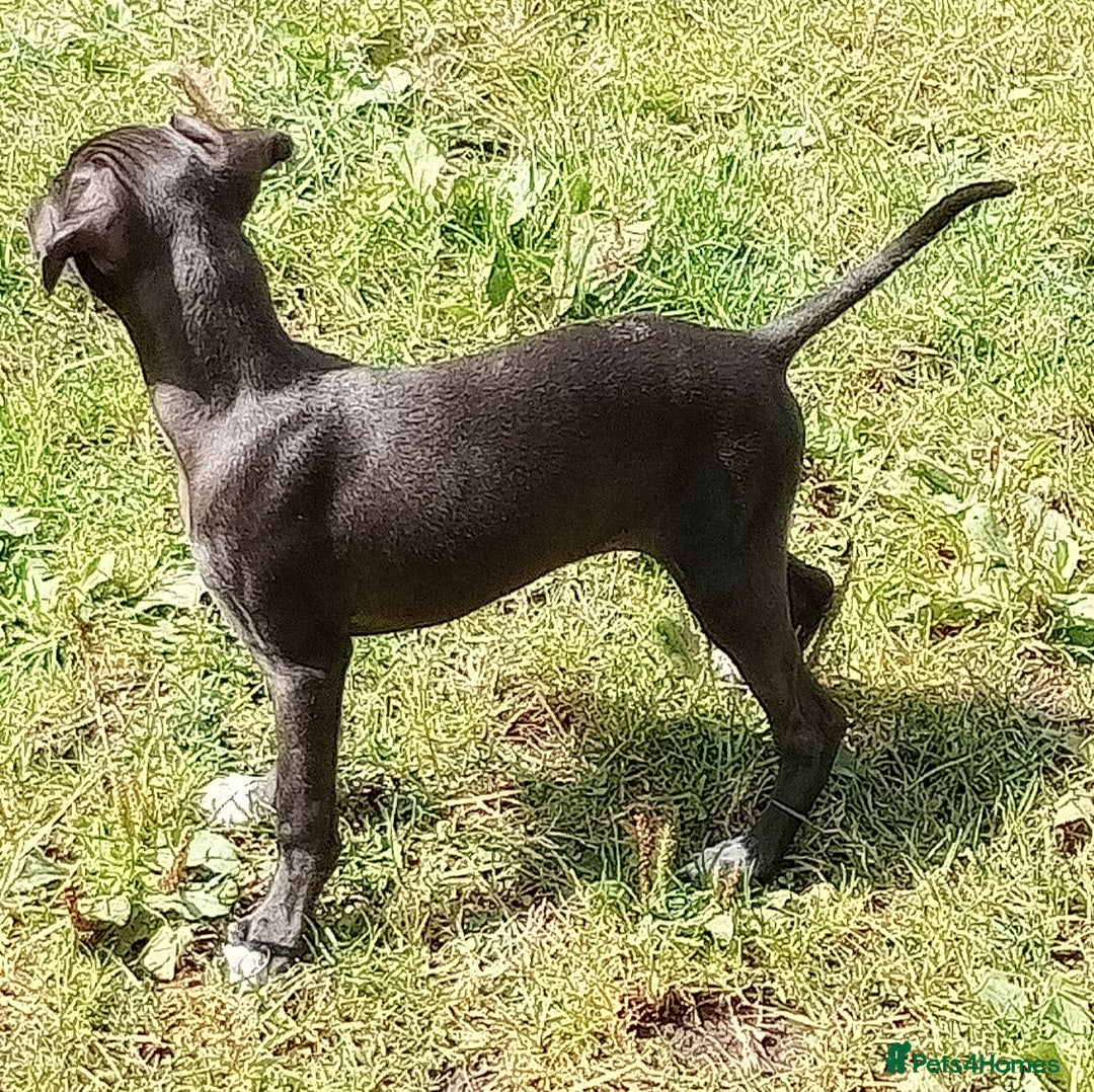 Italian Greyhound dogs for sale: Italian greyhound  - Image 15