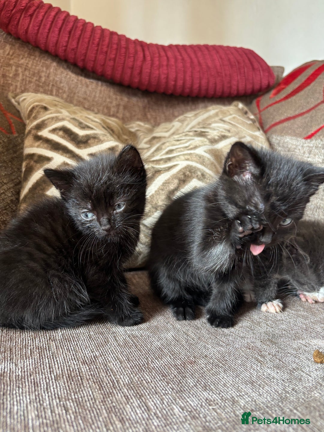 Mixed Breed cats for sale: Kittens for sale  - Image 13