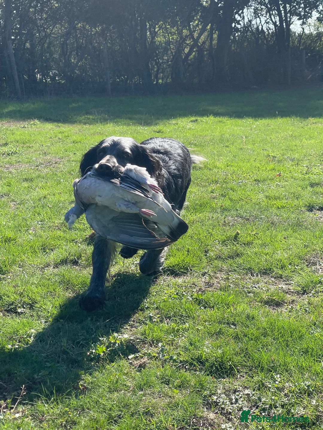Cocker Spaniel dogs for stud: Blue Roan Cocker Spaniel Stud Dog - Advert 4