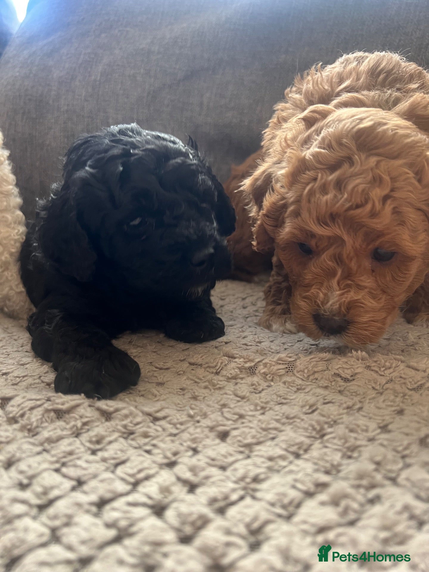 Mixed Breed dogs Miniature Poodle puppies available  - Advert 1