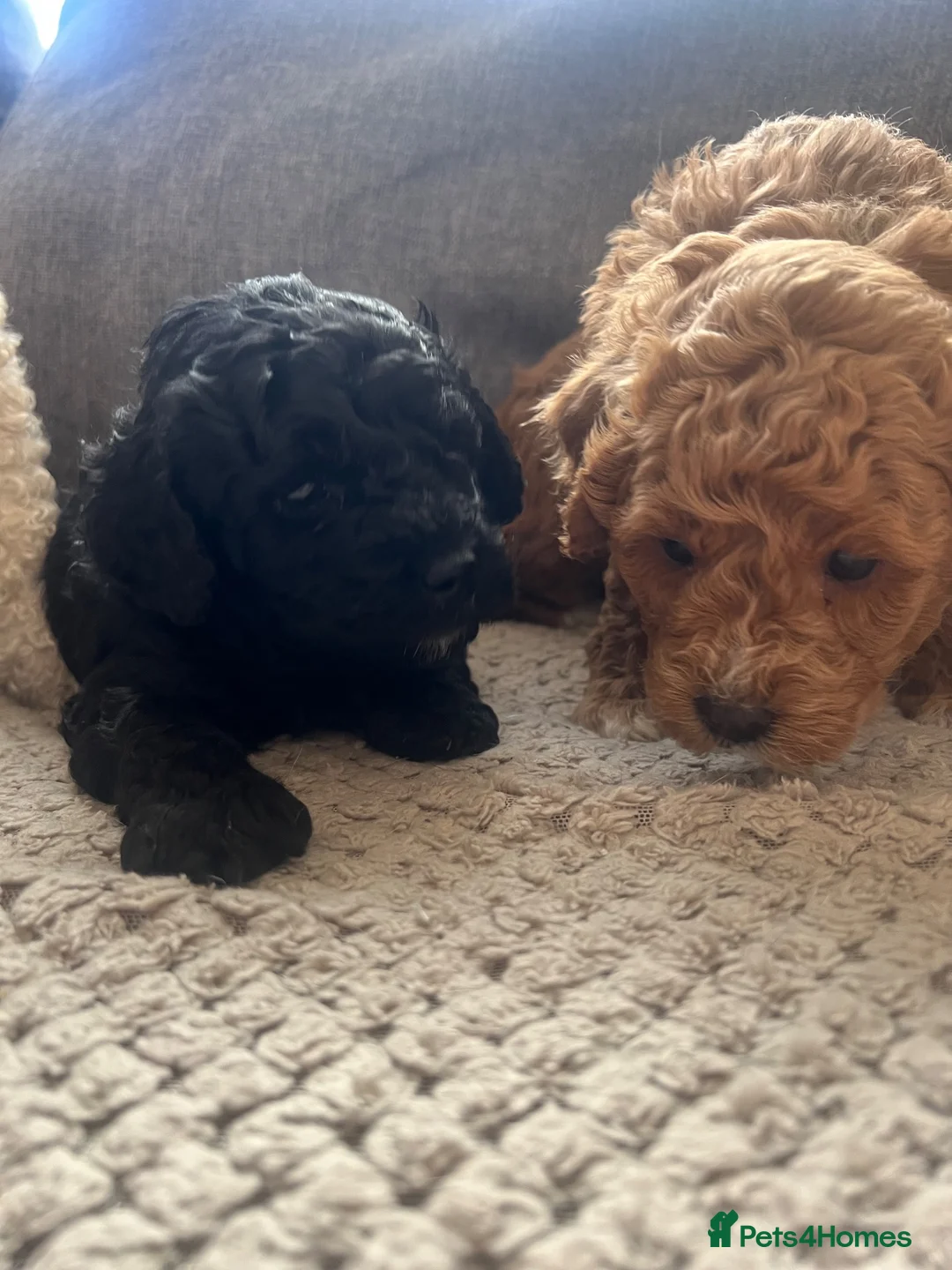 Mixed Breed dogs for sale: Miniature Poodle puppies available  - Advert 1