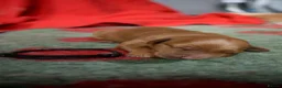 Golden Retriever dogs for sale: Working Golden Retriever Puppies - Advert 15