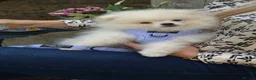 Pomeranian dogs for sale: Top Quality Chunky Teddy Bear Type Pomeranian Boys - Advert 8