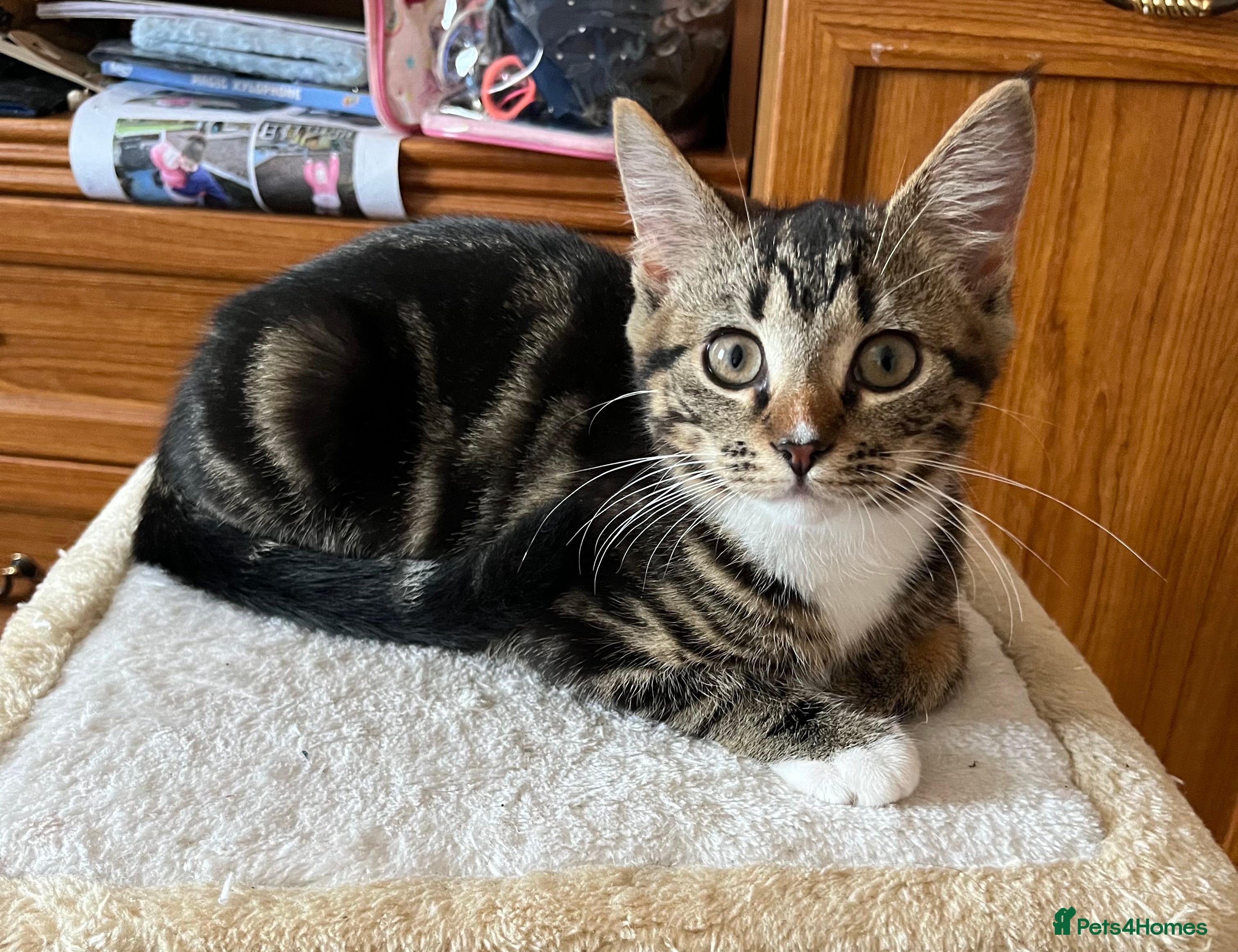 Mixed Breed cats 3 Kittens for sale - Advert 1