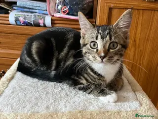 Mixed Breed cats 3 Kittens for sale - Advert 1