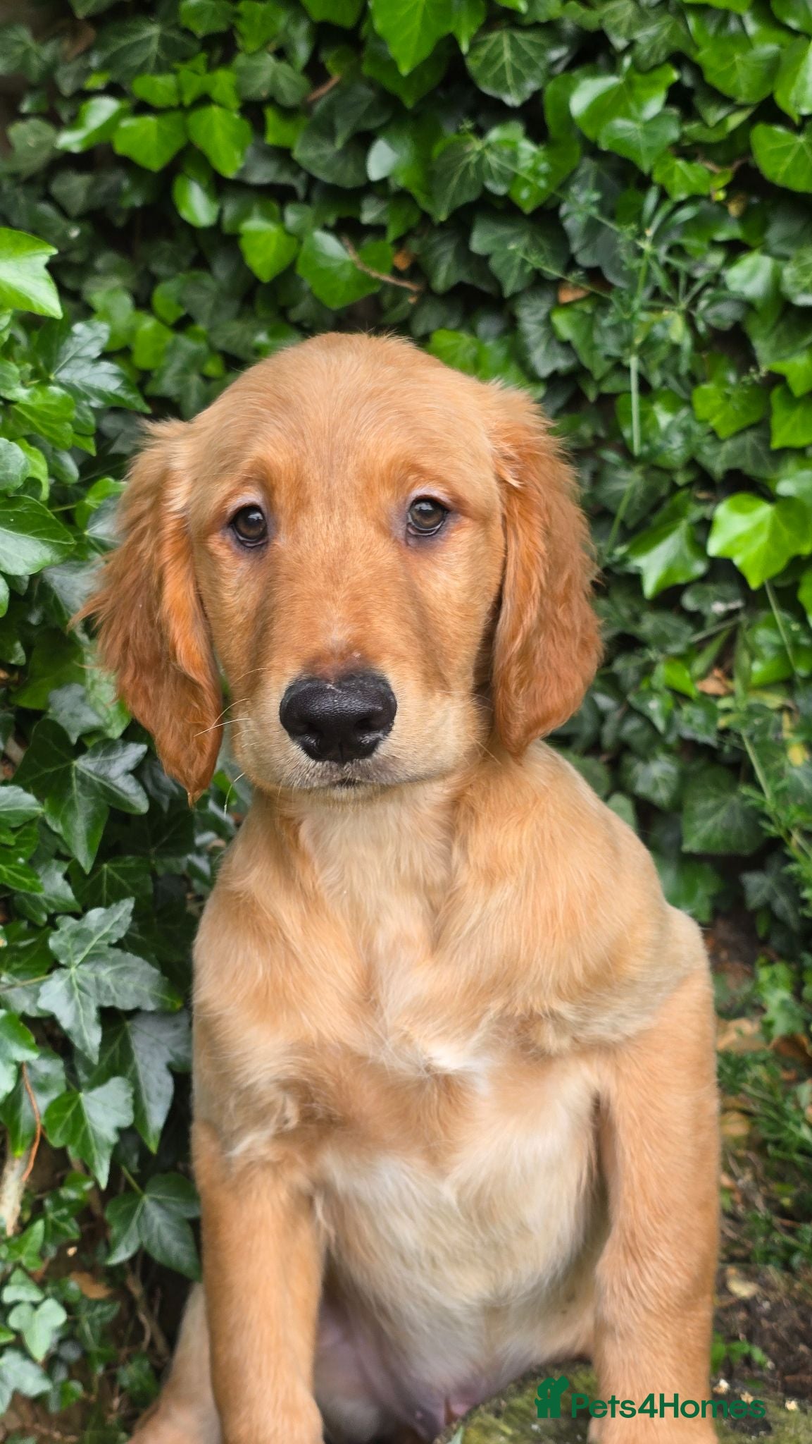 Golden Retriever dogs *Beautiful Dna clear, KC reg male puppy* - Advert 1