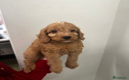 Cockapoo dogs for sale: F1 cockapoo puppies ♥️💙 - Image 14