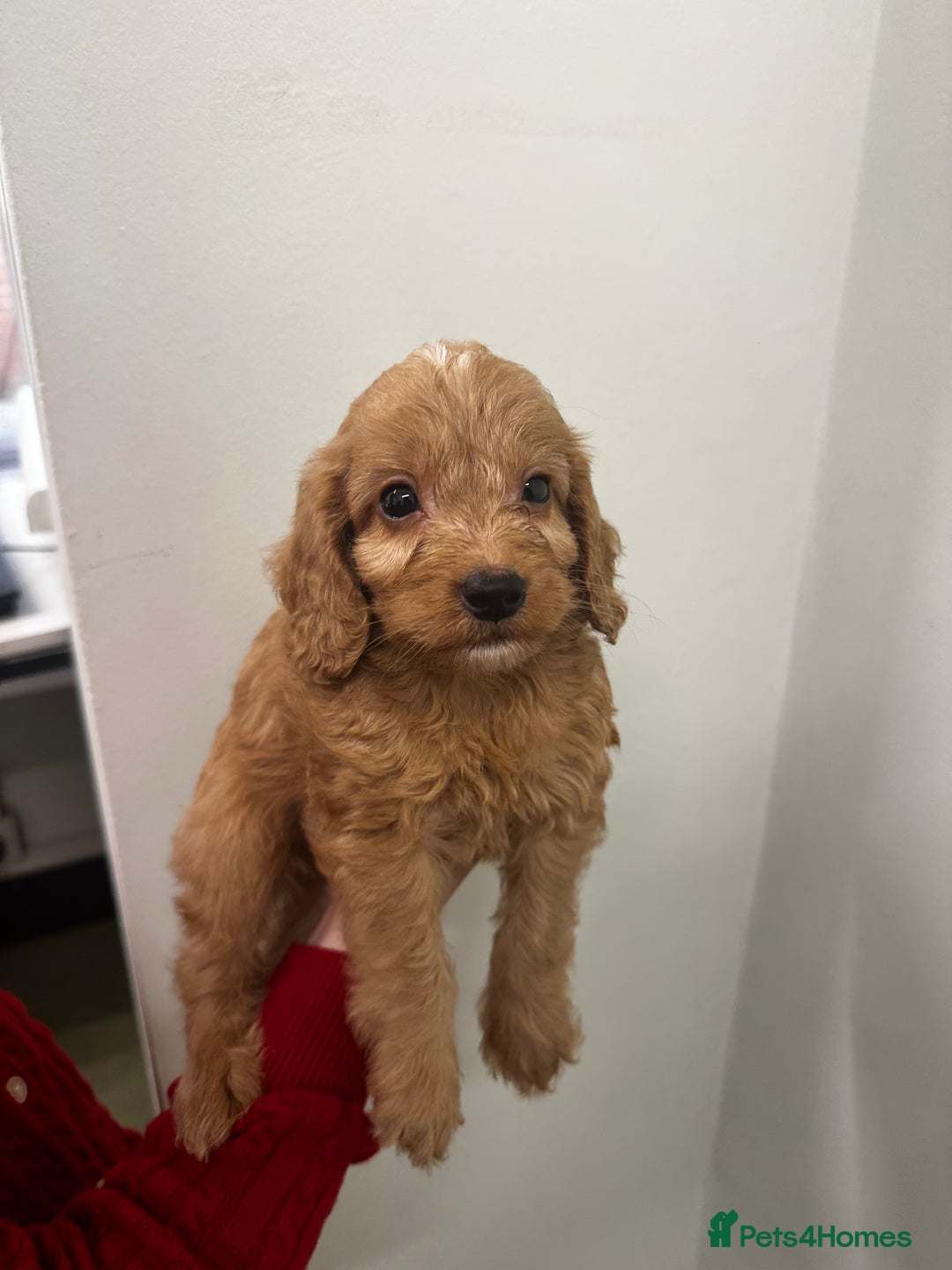 Cockapoo dogs for sale: F1 cockapoo puppies ♥️💙 - Image 14