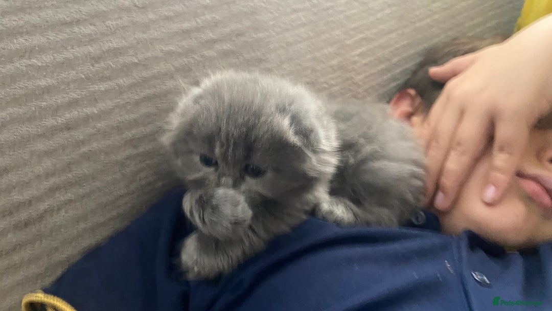 Scottish Fold cats for sale: Scottish fold kittens - Image 3
