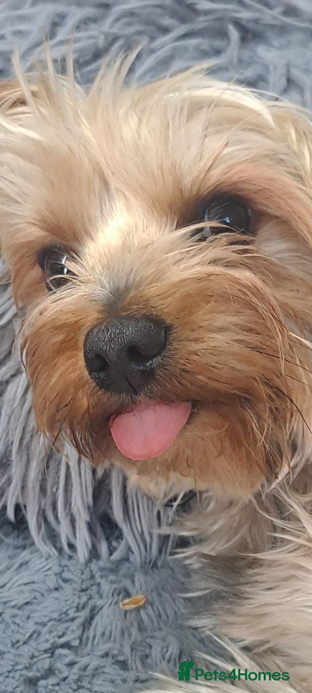 Yorkshire Terrier dogs for sale: Biews yorkshire terriers  - Image 12