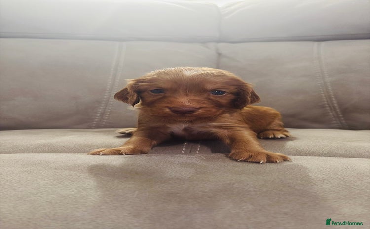 Cocker Spaniel dogs - Advert 3