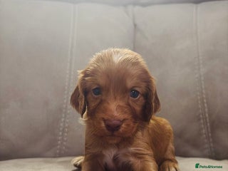 Cocker Spaniel dogs - Advert 1