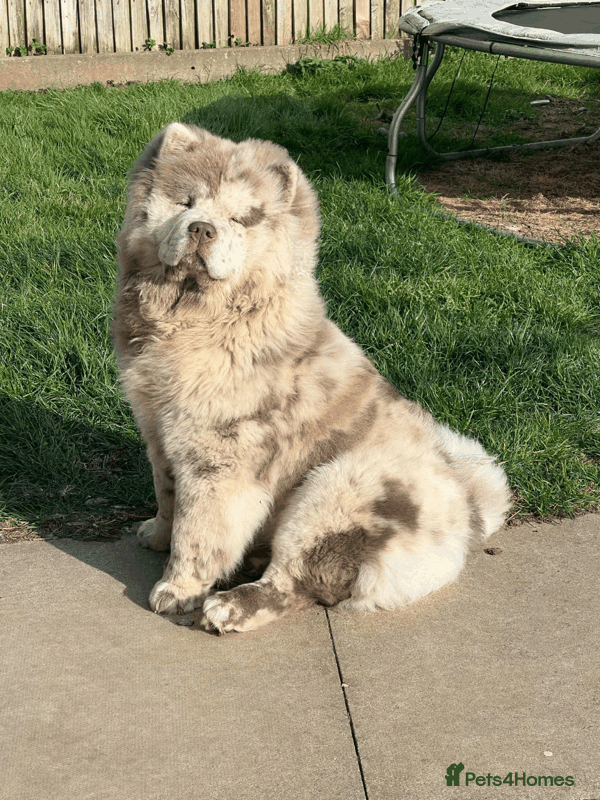 Chow Chow dogs Chow chow  - Advert 2