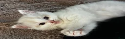 Ragdoll cats for sale: Ragdoll kittens - Advert 5
