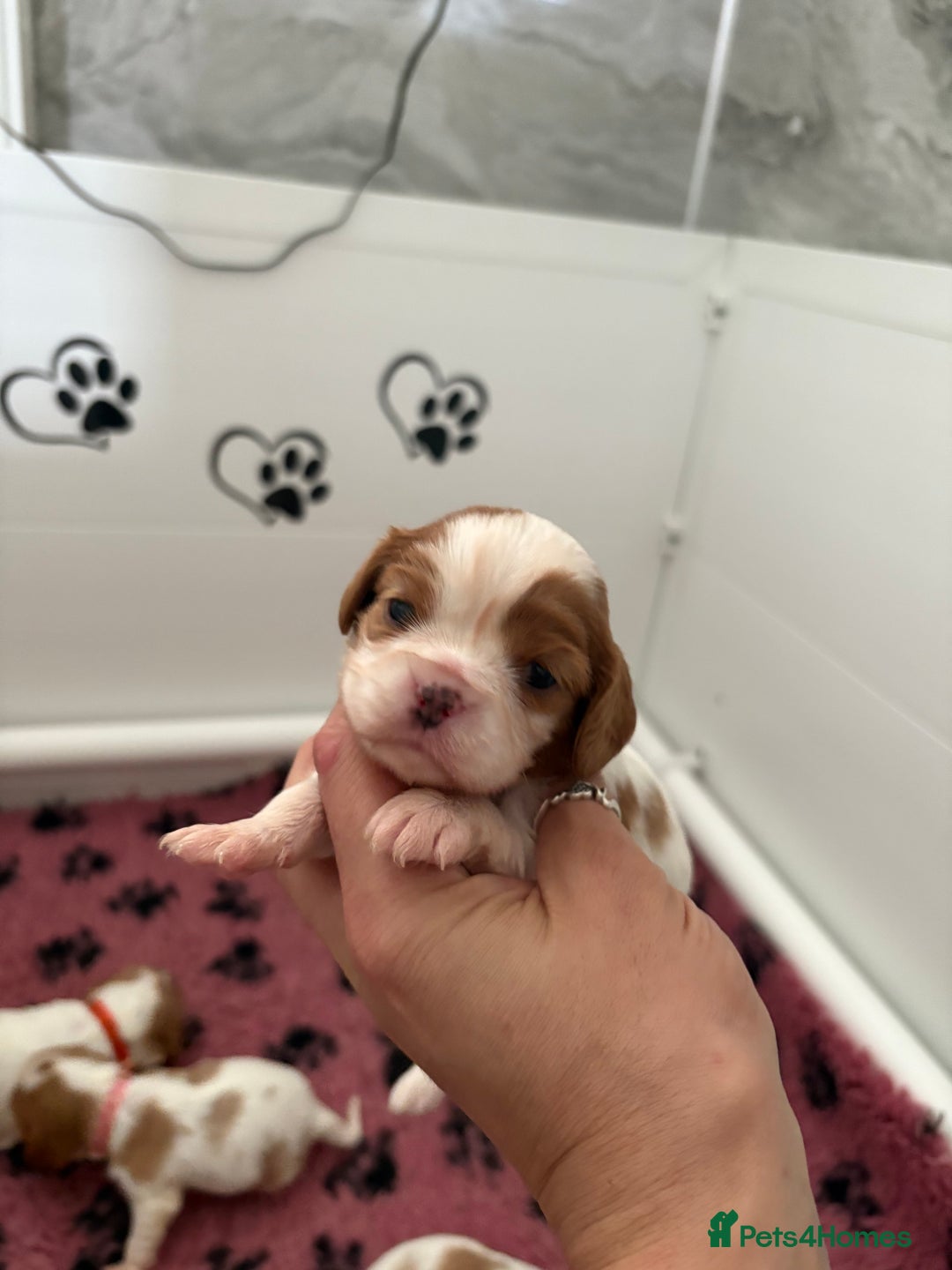 Cavalier King Charles Spaniel dogs for sale: Beautiful Cavalier King Charles Spaniels - Image 7
