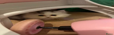 Persian 2