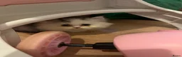 Persian cats for sale: Only 2 gorgeous female persian chinchill left now  - Advert 2