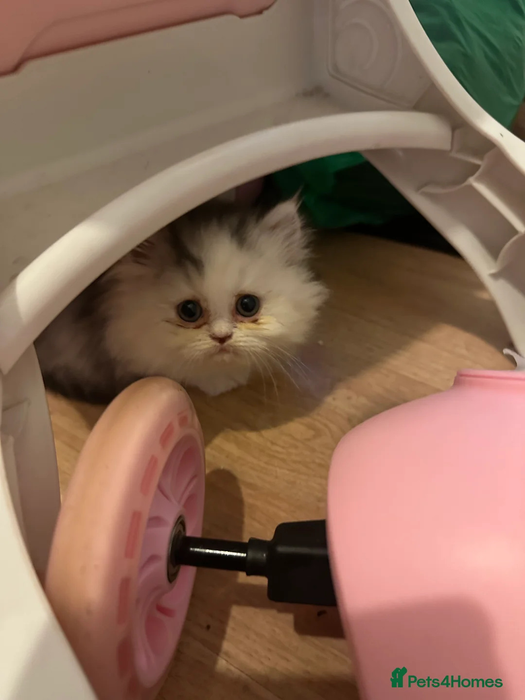 Persian cats for sale: Only 2 gorgeous female persian chinchill left now  - Advert 2